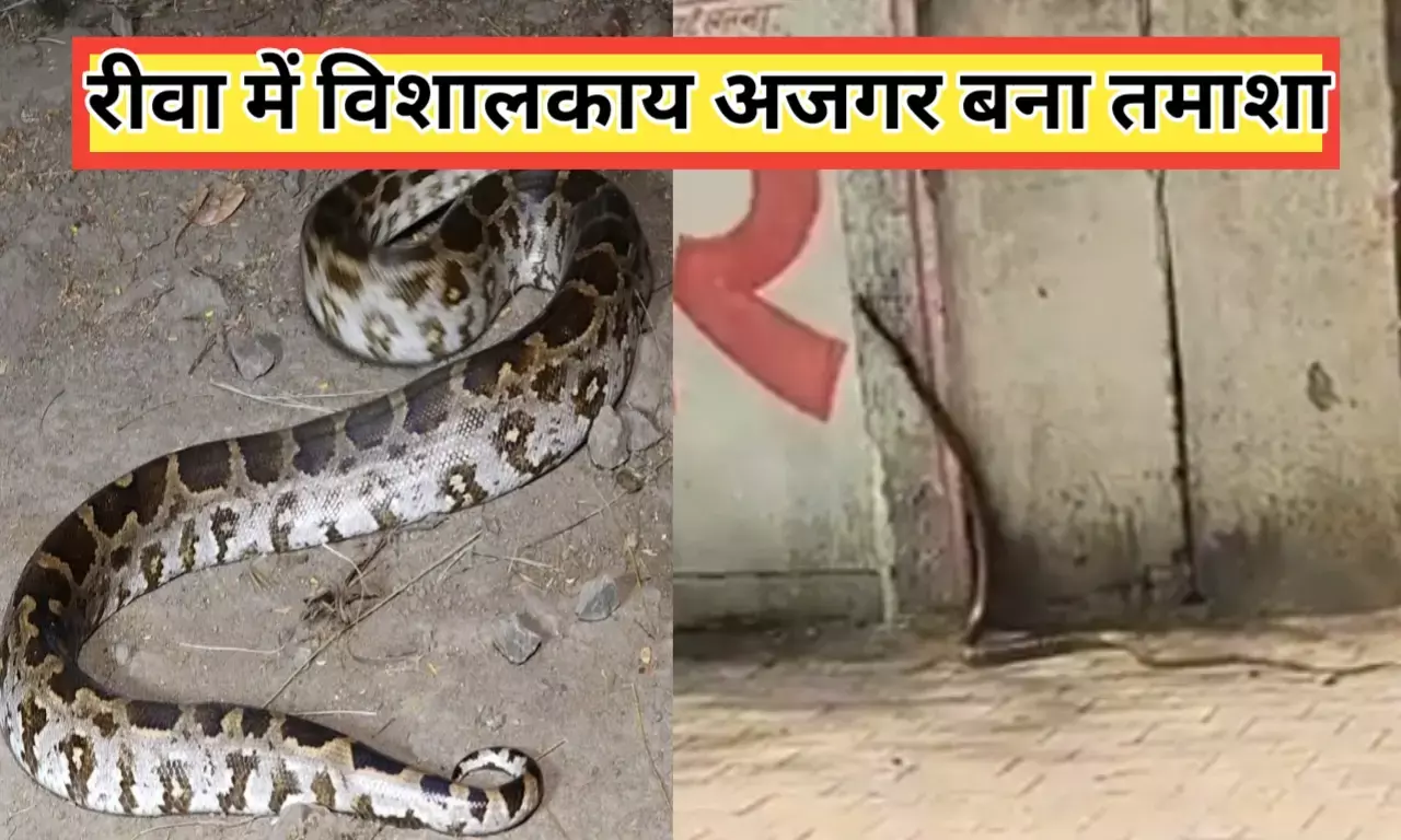 Rewa news रीवा शहर में अजगर निकलने से मचा हड़कम्प आवागमन बाधित Rewa news रीवा शहर में अजगर निकलने से मचा हड़कम्प आवागमन बाधित