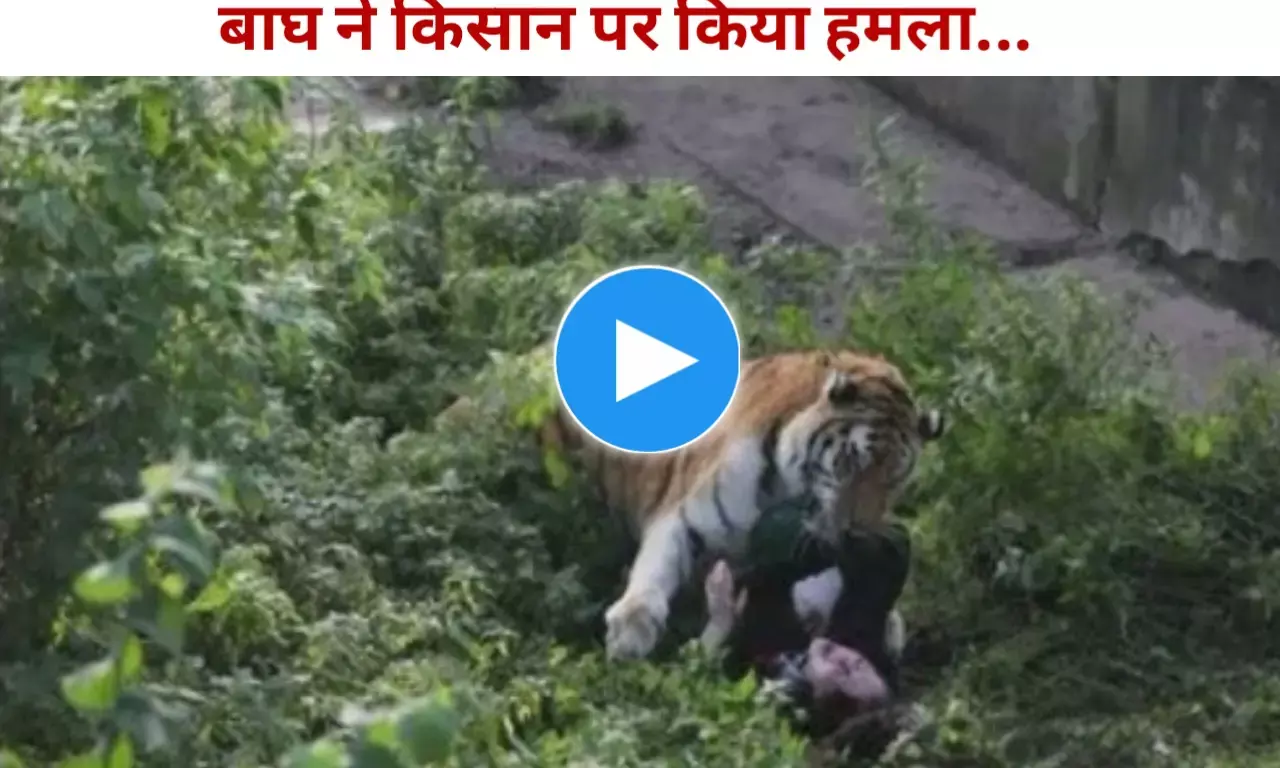 MP में खेत पर काम कर रहे किसान पर आदमखोर बाघ ने किया हमला, खा डाला शरीर का आधा भाग देख दहल जायेगा दिल MP में खेत पर काम कर रहे किसान पर आदमखोर बाघ ने किया हमला, खा डाला शरीर का आधा भाग देख दहल जायेगा दिल