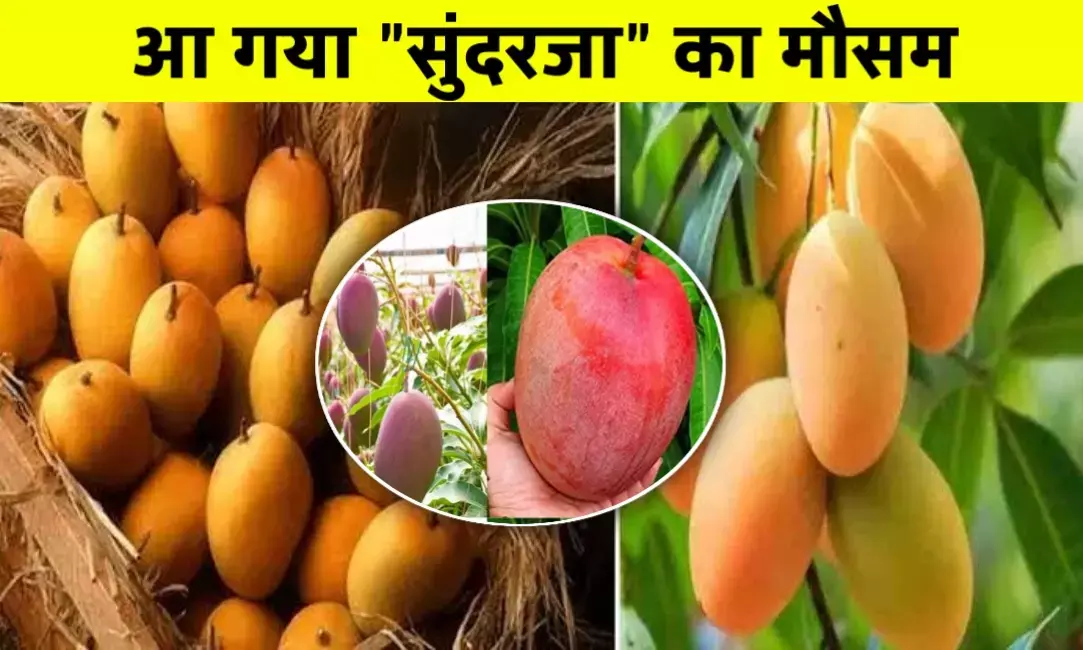 रीवा का सुंदरजा आम: अब दुनिया चखेगी विंध्य की मिठास आ गया फल का मौसम रीवा का सुंदरजा आम: अब दुनिया चखेगी विंध्य की मिठास आ गया फल का मौसम