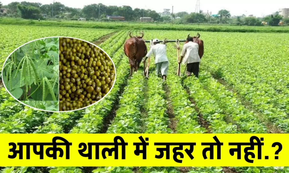 मूंग की खेती में ज़हर बन रही रसायन की लत, बिगड़ रही ज़मीन, सेहत और बाजार मूंग की खेती में ज़हर बन रही रसायन की लत, बिगड़ रही ज़मीन, सेहत और बाजार