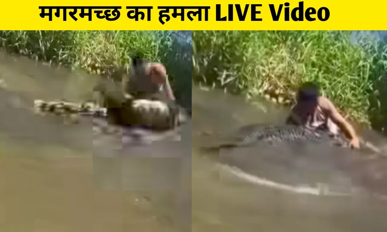 मगरमच्छ ने शख्स पर किया जानलेवा हमला, किनारे से ले गया पानी के बीच फिर जो हुआ वीडियो देख... मगरमच्छ ने शख्स पर किया जानलेवा हमला, किनारे से ले गया पानी के बीच फिर जो हुआ वीडियो देख...
