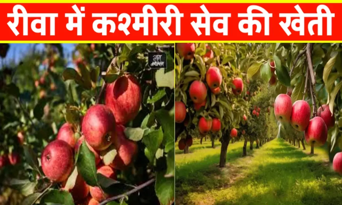 रीवा में उगा कश्मीर का सेब: अब 45 डिग्री तापमान में भी होगी बंपर पैदावार! रीवा में उगा कश्मीर का सेब: अब 45 डिग्री तापमान में भी होगी बंपर पैदावार!