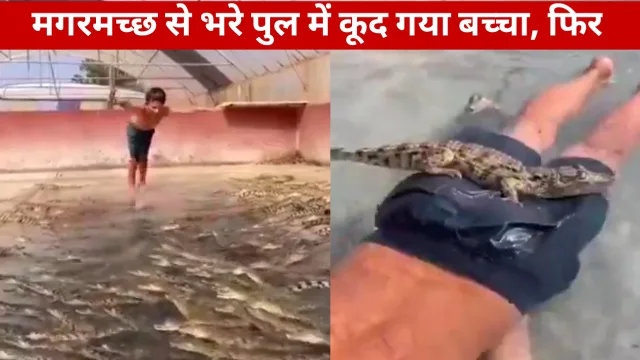 मगरमच्छ से बने पुल में कूद गया बच्चा सैकड़ों आदमखोर टूट पड़े, फिर जो हुआ वीडियो देख सन्न हो जाएगा कलेजा मगरमच्छ से बने पुल में कूद गया बच्चा सैकड़ों आदमखोर टूट पड़े, फिर जो हुआ वीडियो देख सन्न हो जाएगा कलेजा