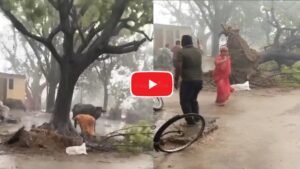 रीवा का बताकर वायरल हुआ खतरनाक वीडियो, महिला पर गिरा पेड़… सच जानकर रह जाएंगे हैरान